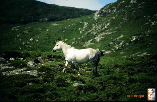 56_Ireland_wild_horse