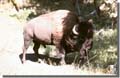 331_Buffalo_Yellowstone