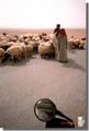 059_Tending_sheep_Syria