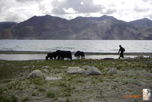 i062_Pangong_Tso