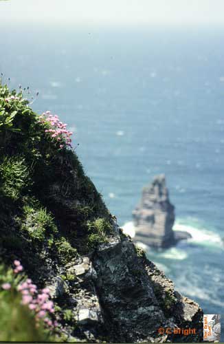 44_Ireland_precarious_flowers