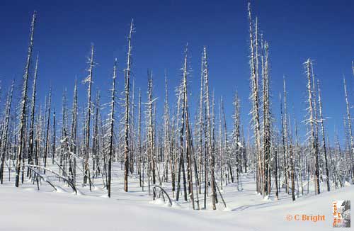 36_USA_Yellowstone_burnt_trees