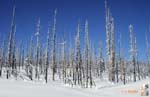 36_USA_Yellowstone_burnt_trees