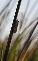 16 Long Reed frog.jpg