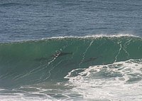 21 Surfing Dolphins.jpg