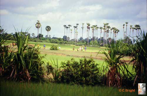 12_Cambodia_landscape