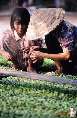 45_Vietnam_seedlings_for_paddy_field