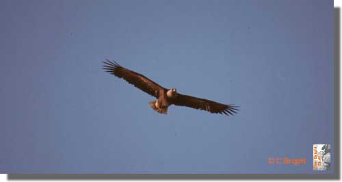 320_Bald_eagle_Inside_Passage_Alaska