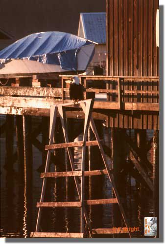 321_Bald_eagle_Inside_Passage_Alaska