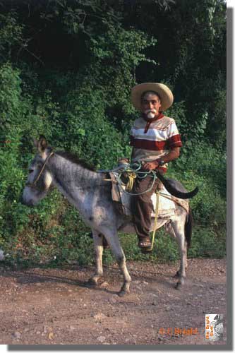 380_Man_on_donkey_Mex