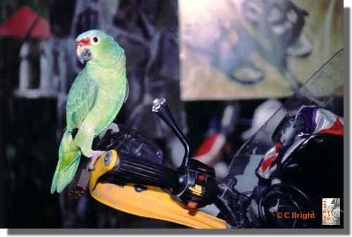 432_Parrot_eats_mirror_Costa_Rica