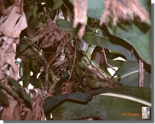 435_Spot_the_camelion_Costa_Rica