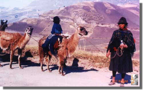 470_Indio_woman_and_llamas_Ecuador