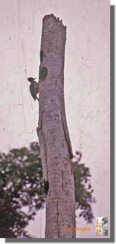 475_Woodpecker_Amazonas_Ecuador