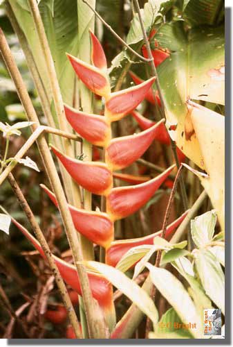 477_Flower_Amazon_jungle_Ecuador