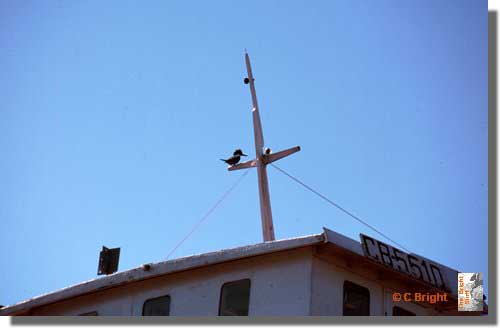 585_Woodpecker_Chiloe_Chile