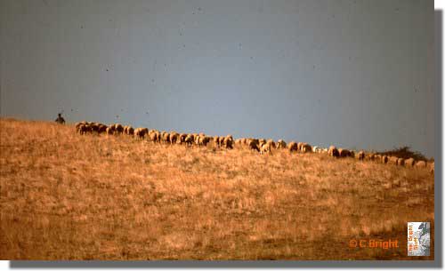 010_Shepherd_and_his_flock_Greece