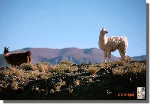 609_Llamas