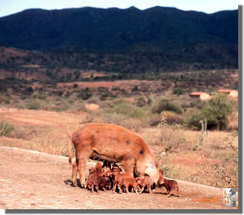 657_Mum_and_piglets