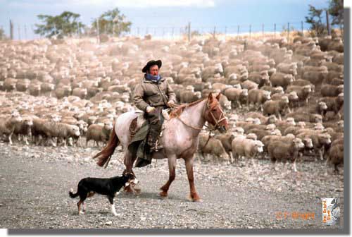 791_Shepherd_Patagonia