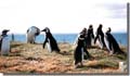 792_Penguins_Puntas_Arenas