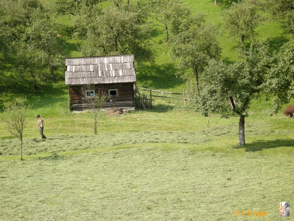 romania_2008_20_gathering_hay.JPG