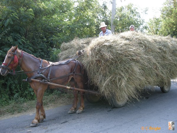 romania_2008_22_horse_and_hay_cart.JPG