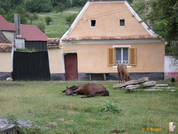 romania_2008_56_54_horses_Transylvania.JPG