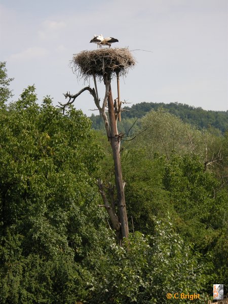 romania_2008_89_storks.JPG