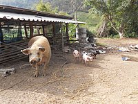 48 Animal farm N Thailand 2011.jpg