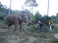 56 Feeding an elephant N Thailand 2011.jpg